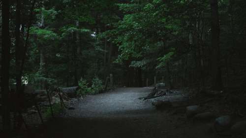 Forest Path At Night Photo