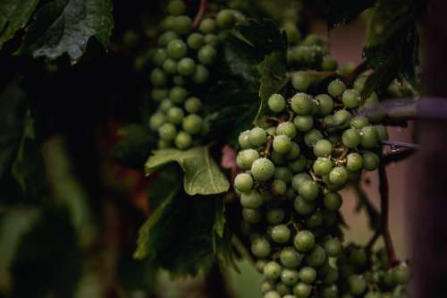 Grapes To Wine Photo