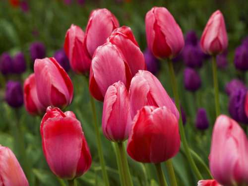 Group Of Red Tulips Photo