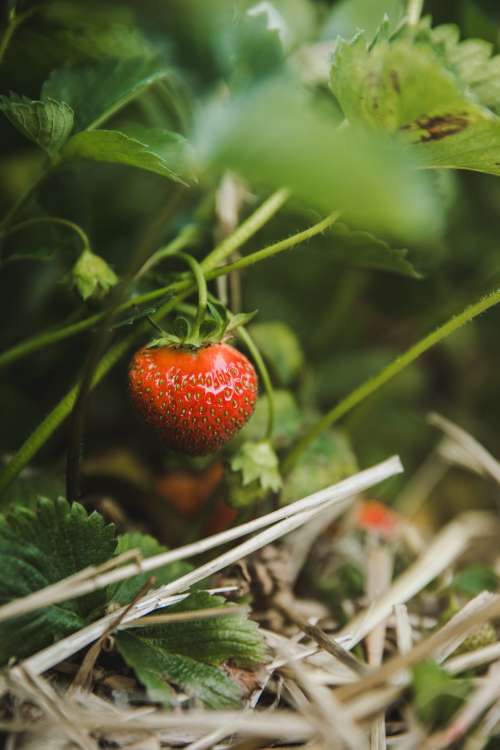 Hidden Strawberry Photo