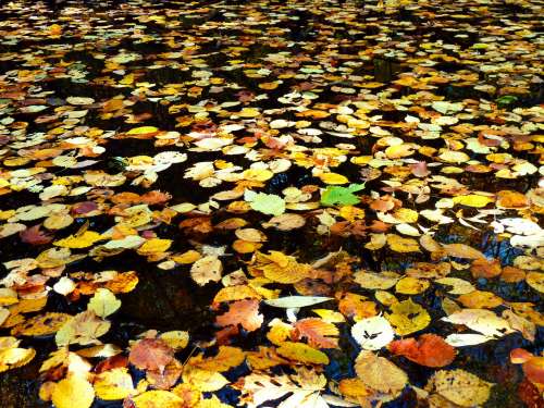 Leafy Pond Photo