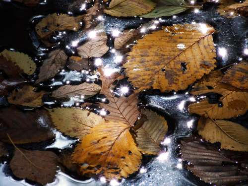 Leaves Float On Water As Sun Is Reflected Photo