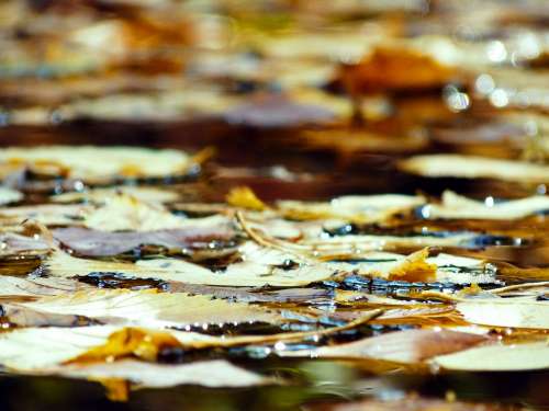 Leaves Floating On Water Photo