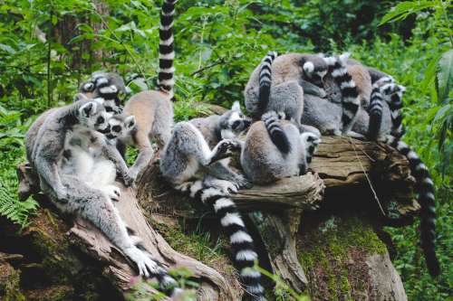 Lemur Huddle Photo