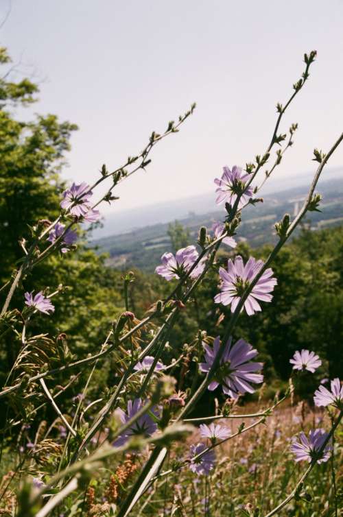 Lilac Flowers Take In The View Photo