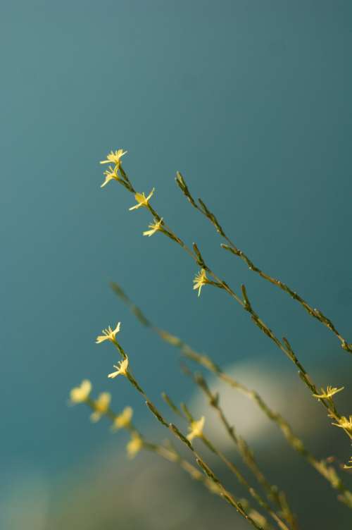 Long Grass Yellow Flowers Photo
