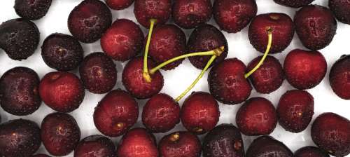 Looking Down On Freshly Washed Cherries Photo