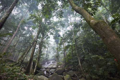 Misty Forest River Photo