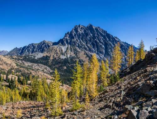 New Mountain Growth Photo