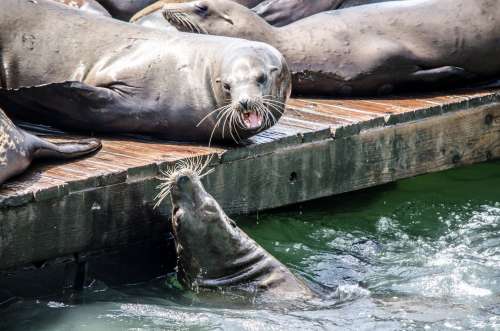 One Sunbathing Sea Lion Chats To A Sea Lion In The Water Photo