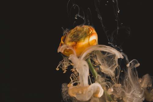 Orange Smoke Bubbles Off A Flower Photo