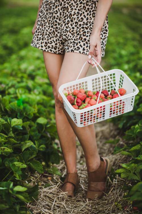 Picking Strawberries Photo