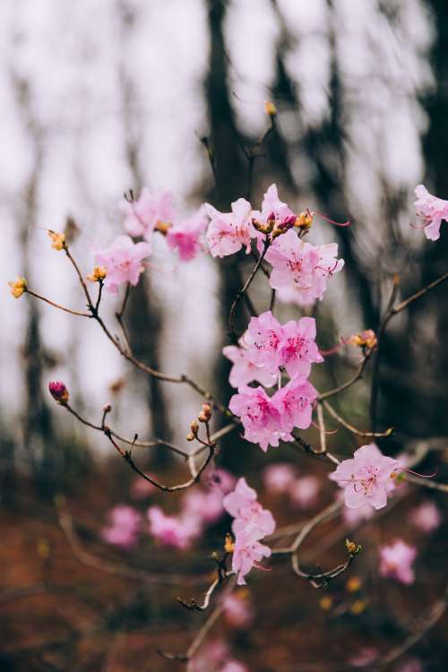 Pink Flowers On A Branch Photo