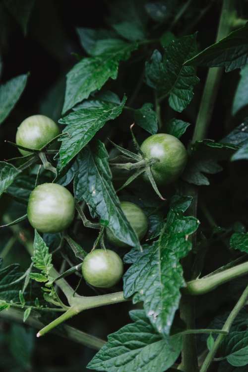 Plump Unripe Green Tomatoes On The Vine Photo