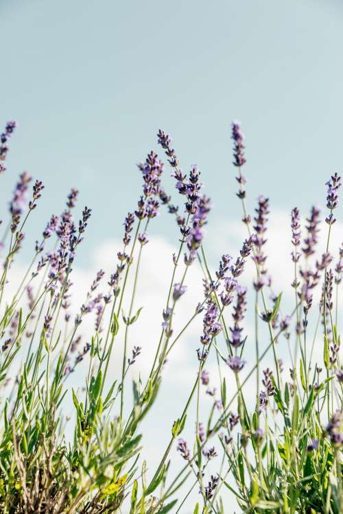 Purple Flowers Stand Tall Photo