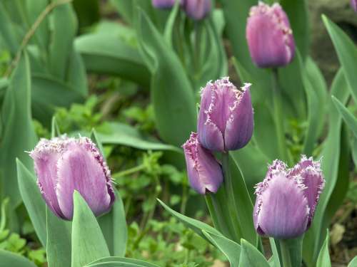 Purple Fringed Tulips Photo