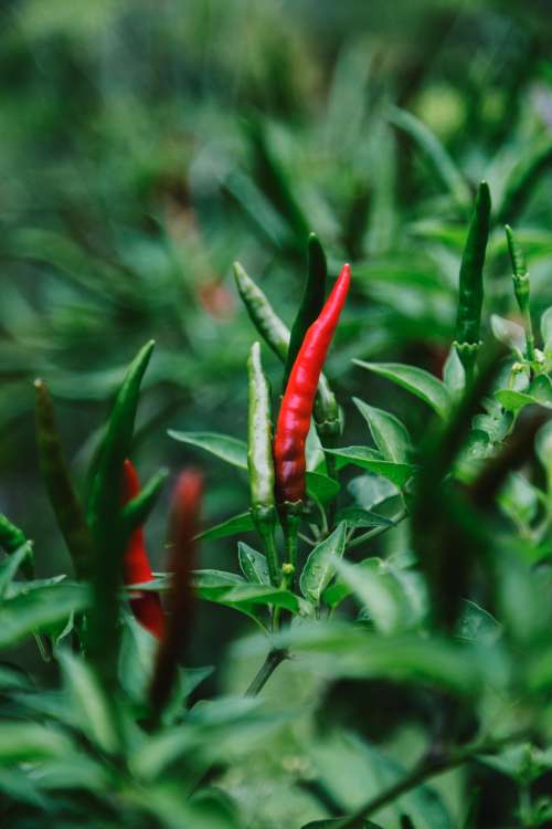 Red And Green Chillies Curl On the Vine Like Flames Photo