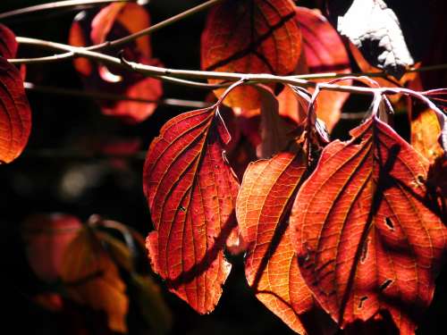 Red Leaves On Branch Photo
