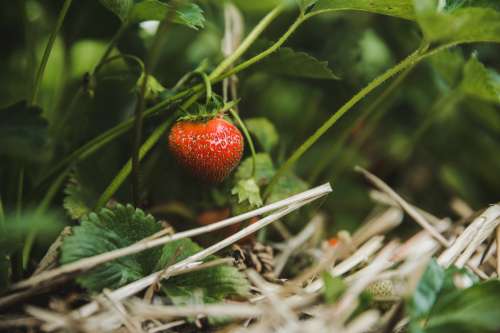 Ripe Strawberry On Plant Photo