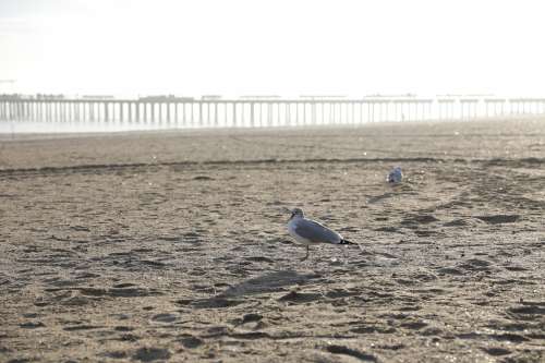 Seagulls Make Some Noise On A Beach Photo