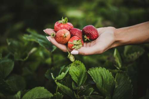 Strawberries In Hand Photo