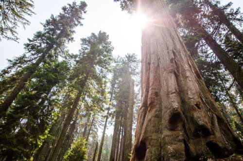 Sunlit Forest Photo