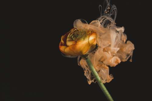 Tendrils Of Smoke Curl Off This Flower Photo
