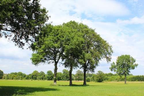 The Three Trees Photo