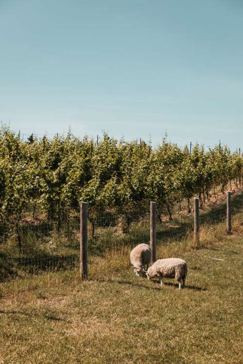 Two Sheep One Orchard Photo