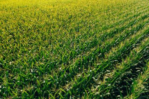 Wheat In The Making Photo