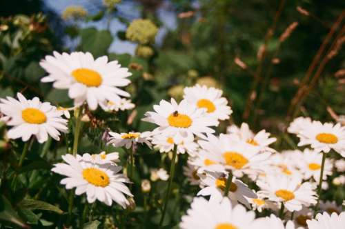 White And Yellow Flowers Offer Pollen To Bees Photo