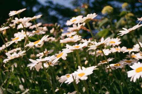 White Flowers With Yellow Hearts In A Sunlit Field Photo