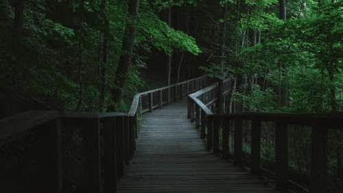 Wooden Path In Dark Forest Photo