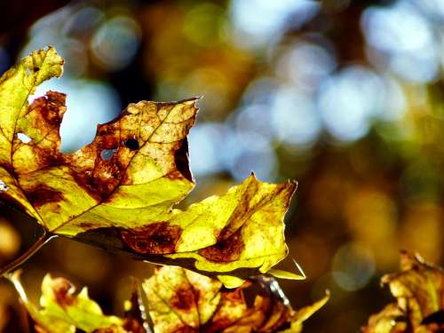 Yellow Fall Leaves Photo