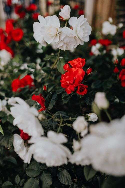 Beautiful roses from Sorrento, Italy