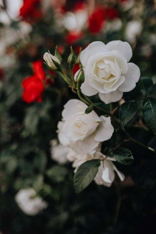 Beautiful roses from Sorrento, Italy