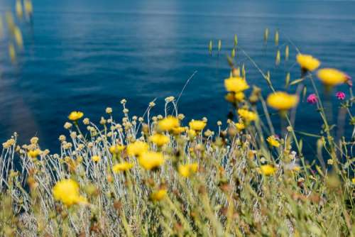 Wild flowers from Amalfi Coast