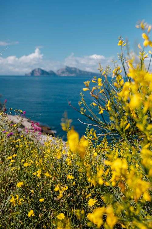 Wild flowers from Amalfi Coast