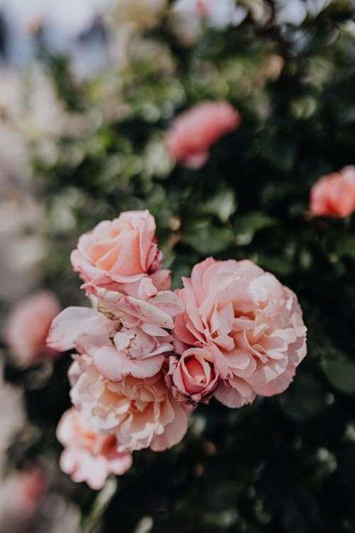 Beautiful roses from Sorrento, Italy