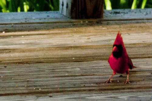 bird male cardinal feeding red