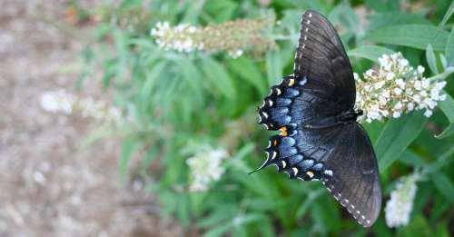 black swallowtail butterfly butterfly butterflies garden gardening