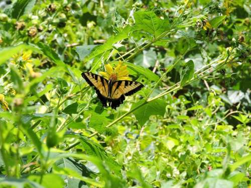 Yellow Swallowtail butterfly butterflies insect bug