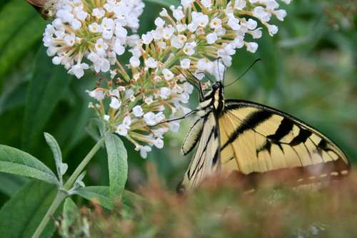 yellow swallowtail butterfly butterfly butterflies garden gardening