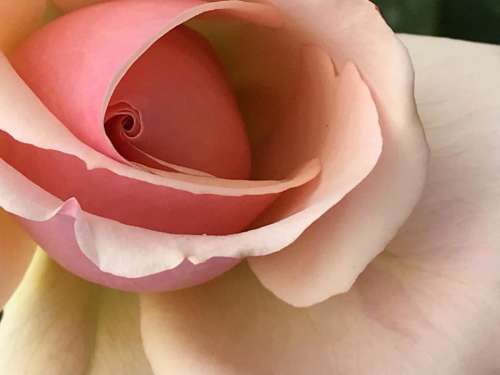 Rose roses floral flowers pink rose