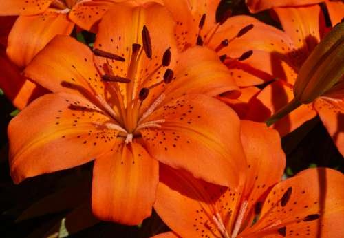 Tiger Lily Orange   Orange Flower Lilies