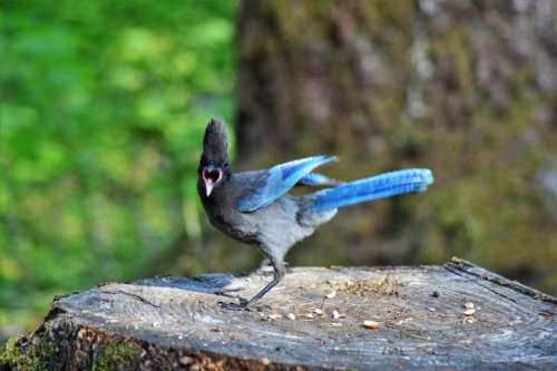 Steller's Jay wild bird blue