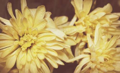 floristic flora yellow petal petals