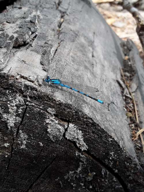 damselfly damsel fly damselflies damsel flies dragonfly