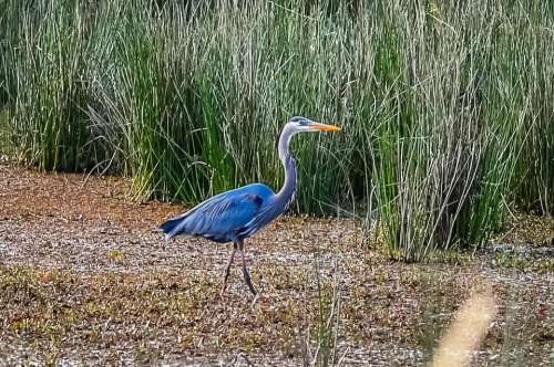 Waterfowl water bird bird nature 