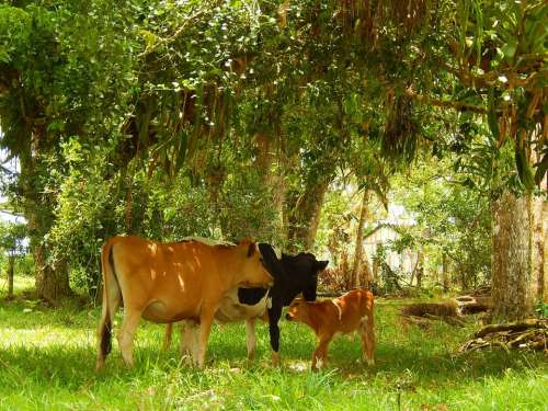 cow animal stock husbandry agriculture